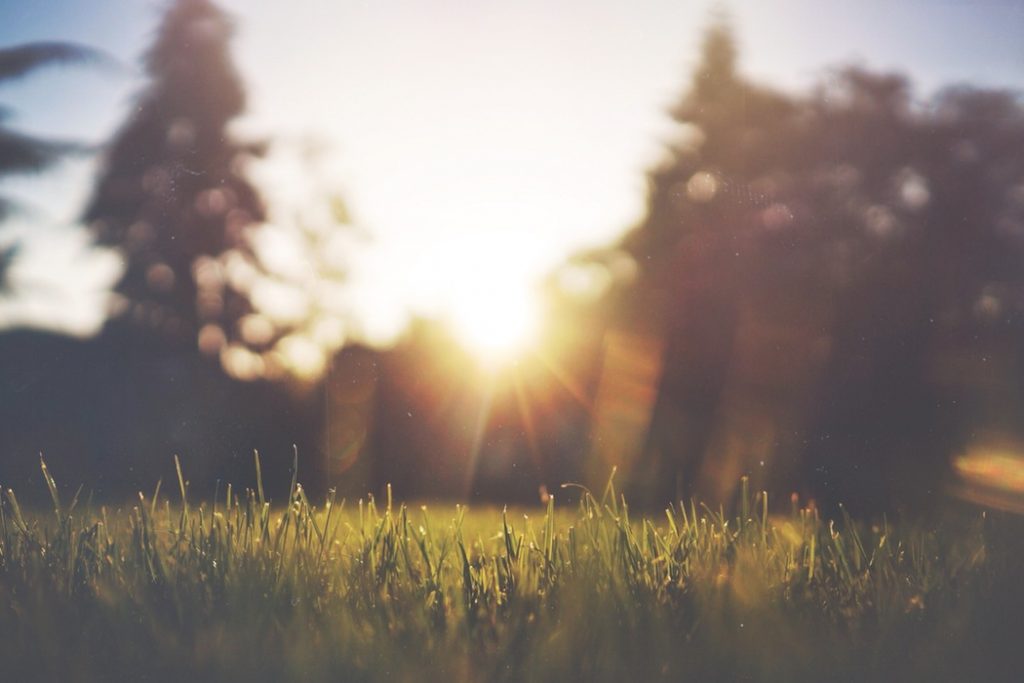 sun shining through a grassy field