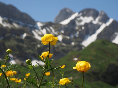 yellow flowers in a valley