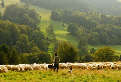 O amor: a chave para ajudar a ovelha perdida