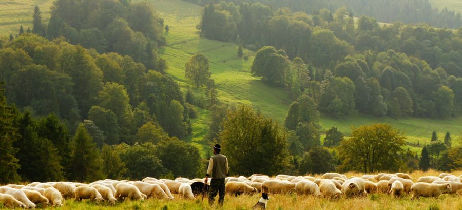 Любовь: ключ к оказанию помощи потерянной овце