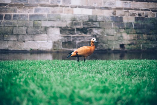 an orange duck standing on grass