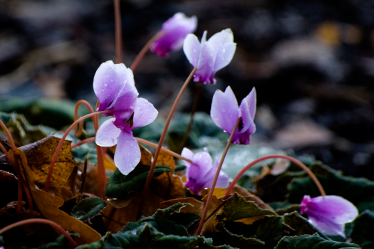 Small purple flowers poke through newly fallen snow and dead leaves.