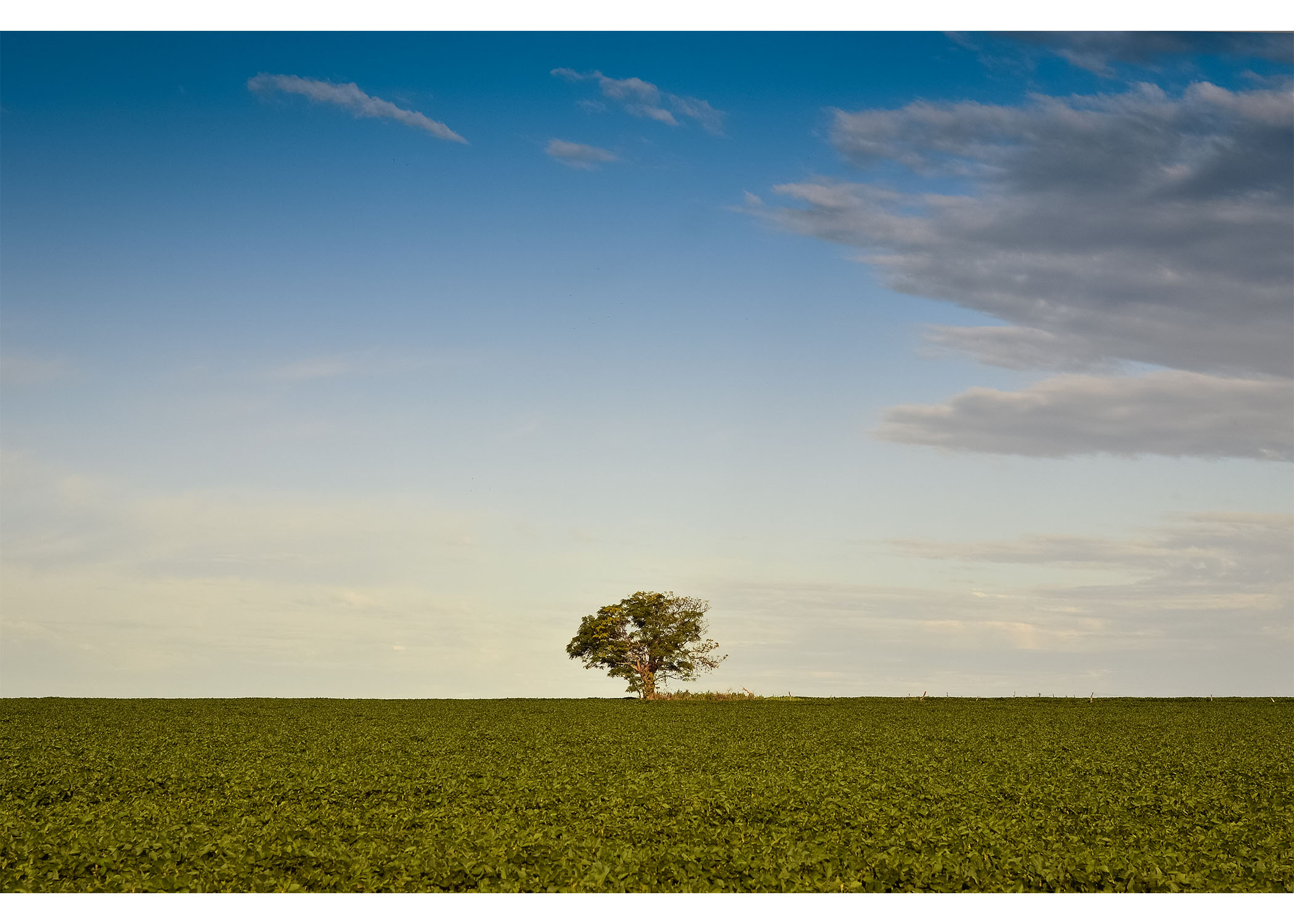 a lone tree stands on a clear green horizon