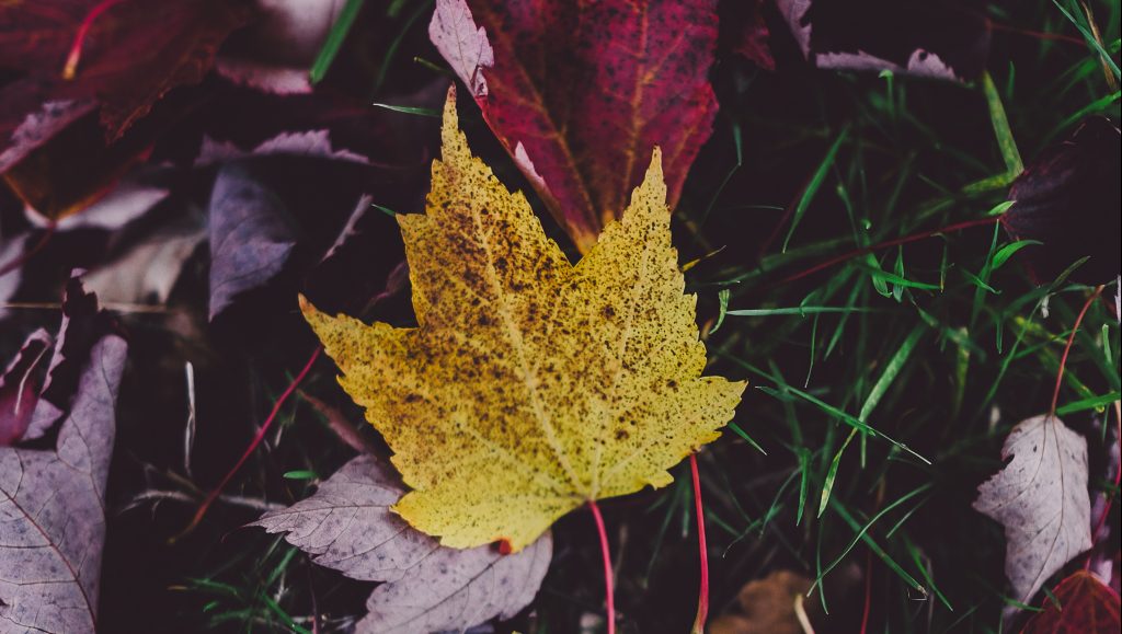 yellow leaf in a pile of purple leaves