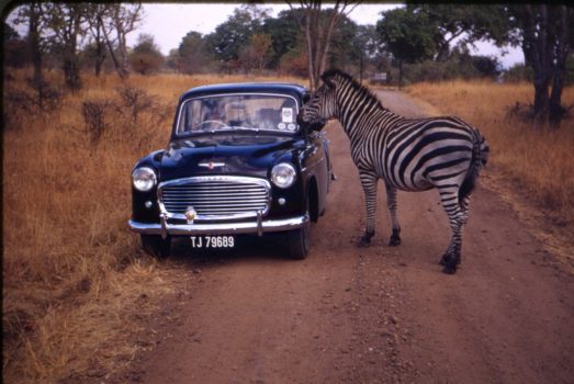 A zebra sticking his nose into an old, blue car.