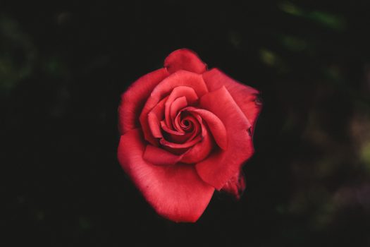 one red rose