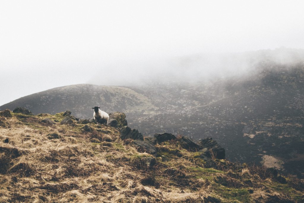 Sheep on a mountain covered with fog