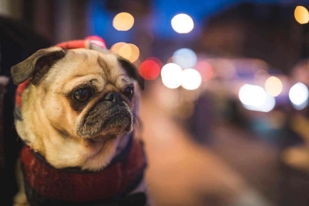 Pug in the city