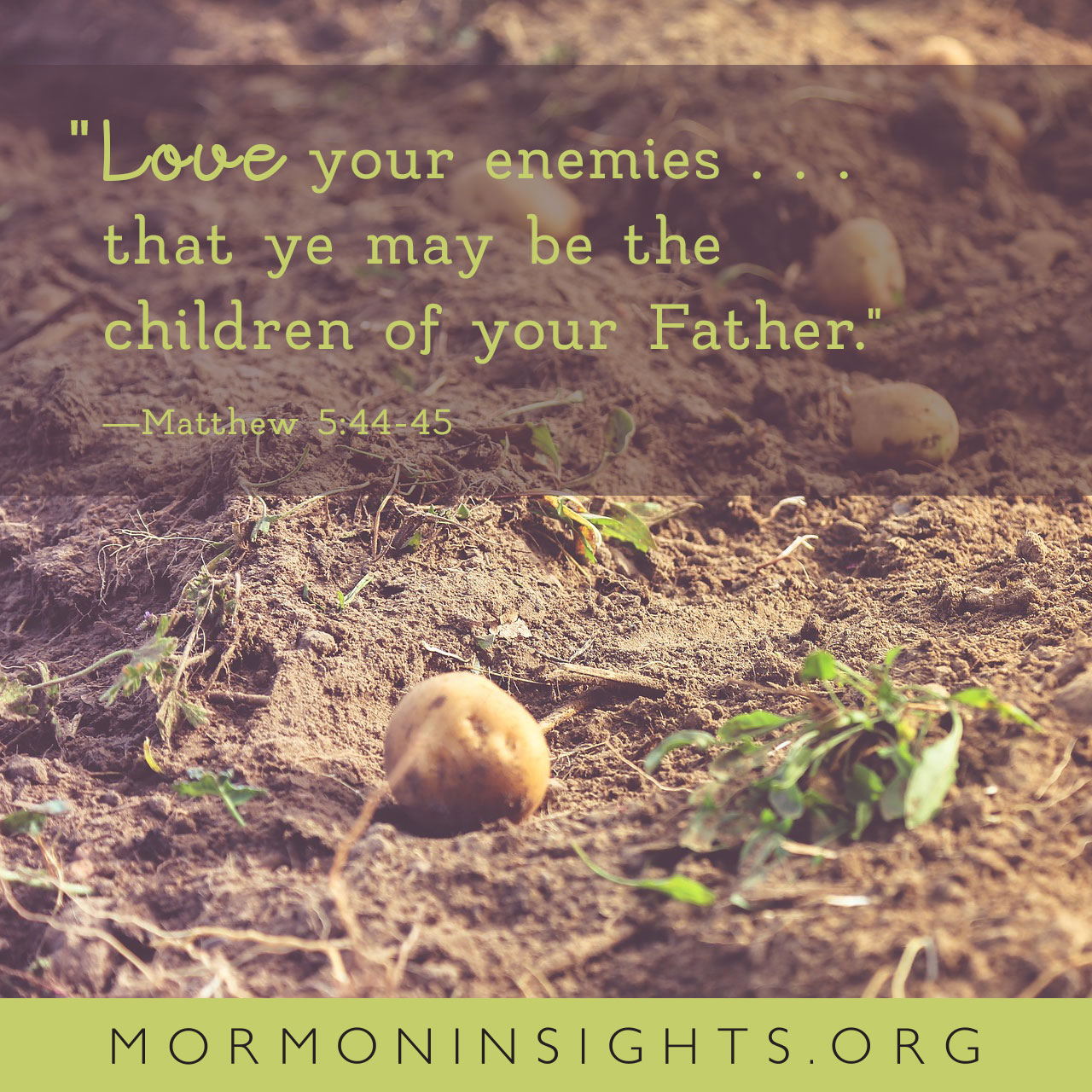 "Love your enemies . . . that ye may be the children of your Father." -Matthew 5:44-45. potatoes in a field