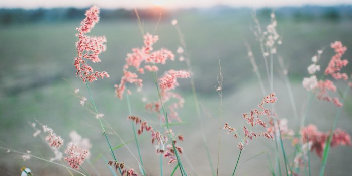 Pink flowers & grass