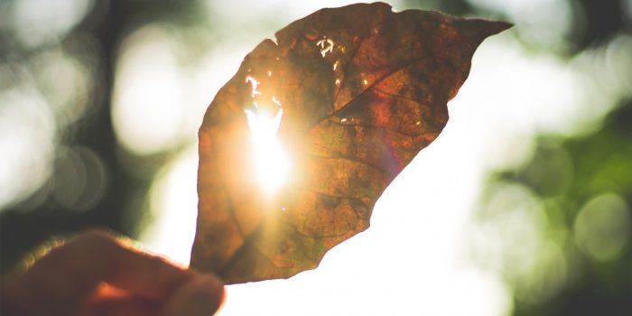 Sun shining through a hole in a dried leaf.