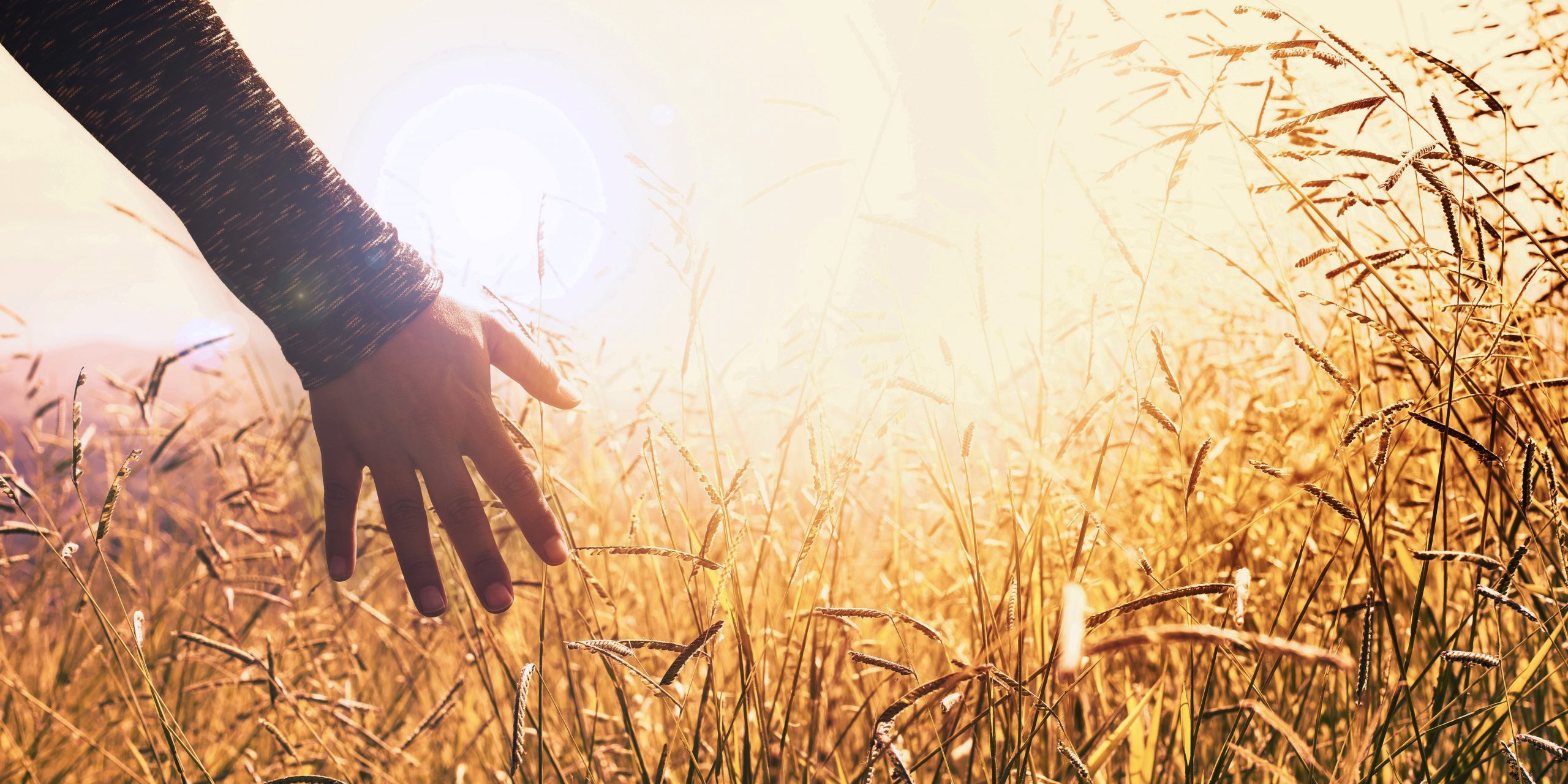 Hands in the grass during sunset