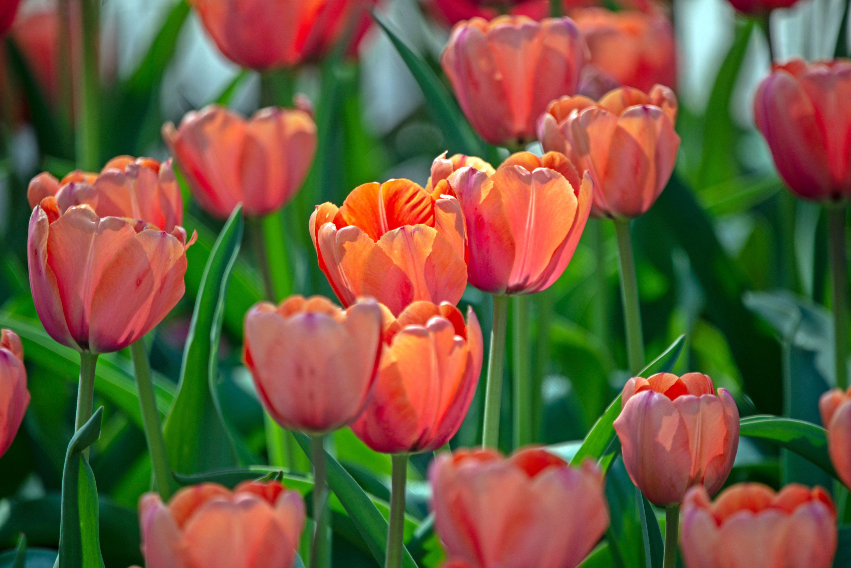 close up on red and orange tulips in a field