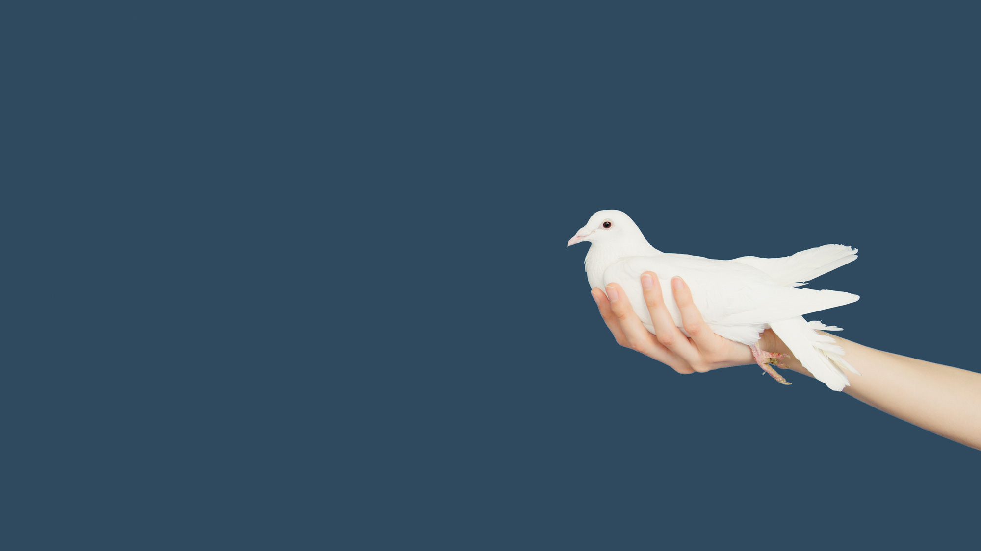 Hand extended holding a dove with a teal background