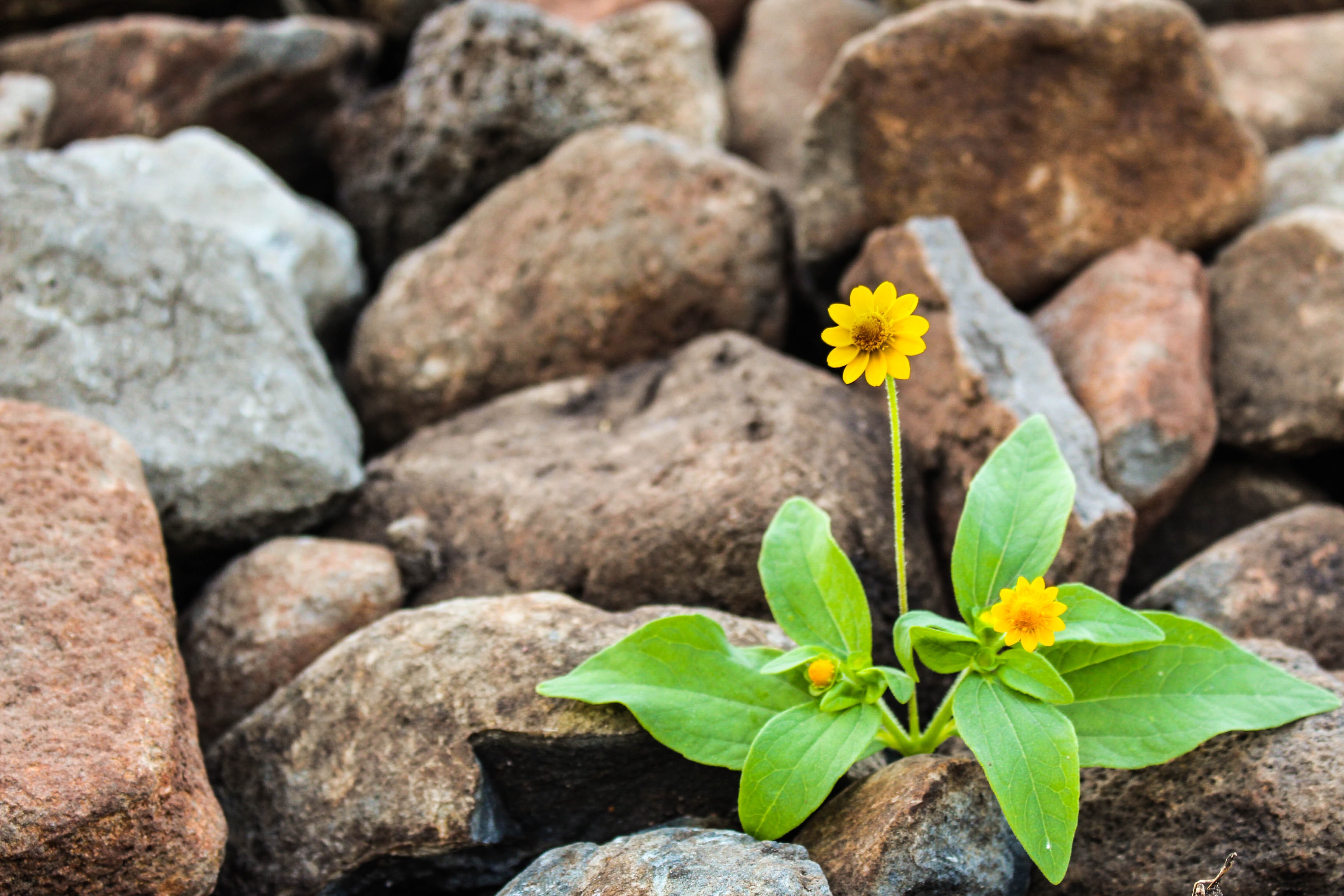 Small yellow flowers in a pile of rocks.
