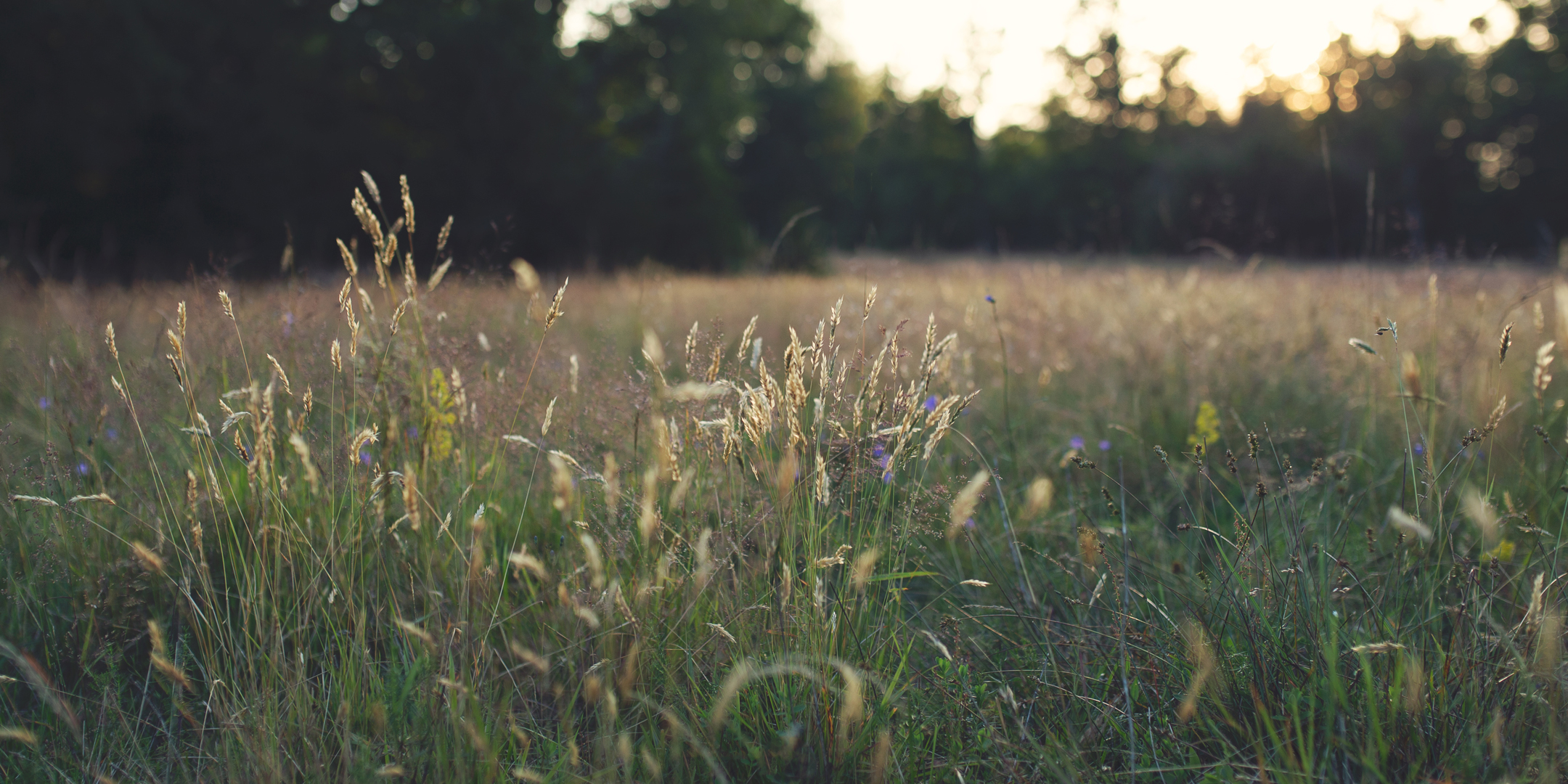 Close up of grass in a field during sunset.