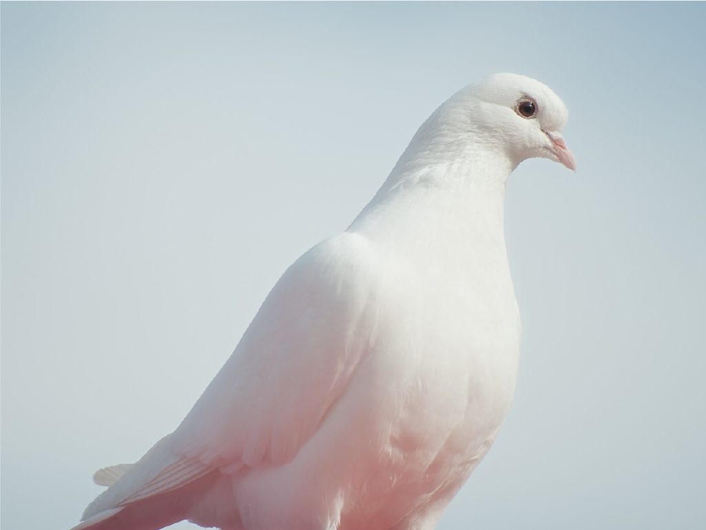 White dove with blue sky