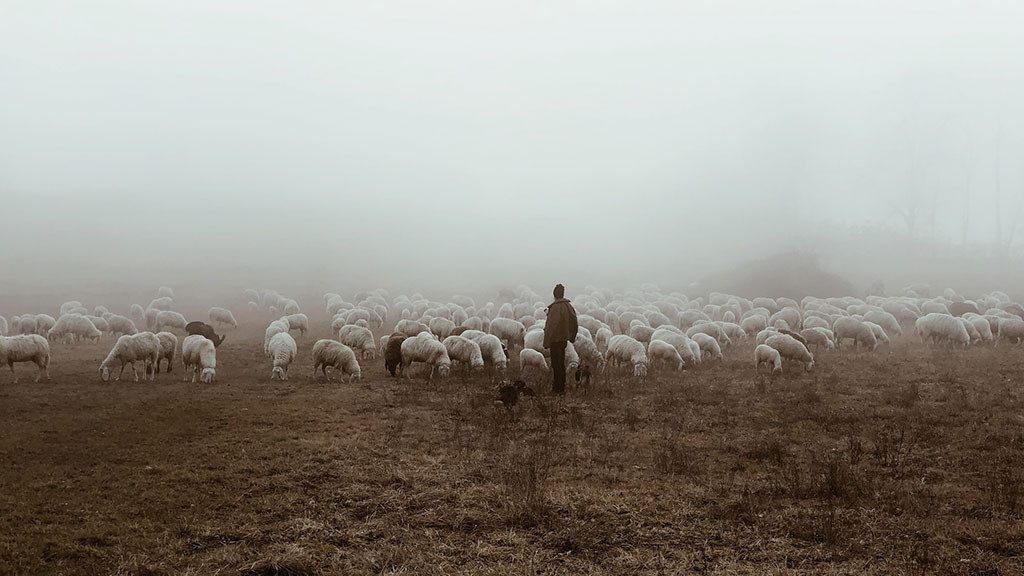 Shepherd tending his flock on a misty afternoon
