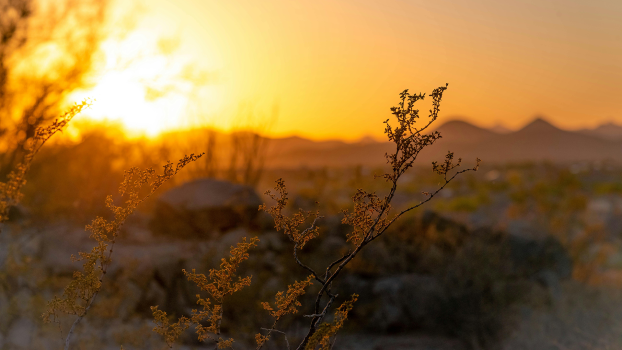 Sunrise on yellow flowers in the desert
