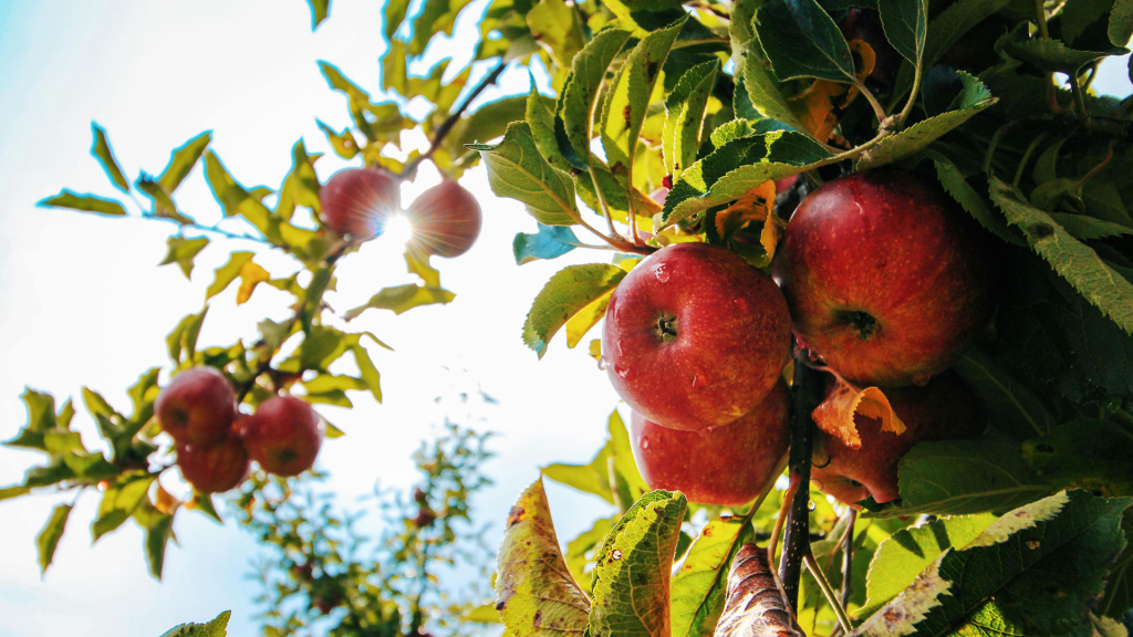 apples growing on a tree with the sun shining through