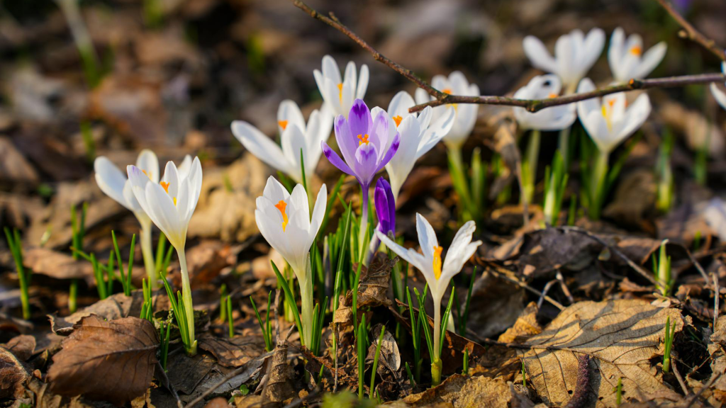 White and purple crocuses poking out of dead winter leaves.
