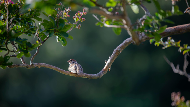 A sparrow on a branch